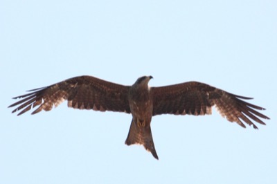 Black kite
