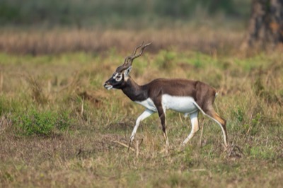 Blackbuck