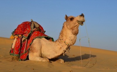 Camel