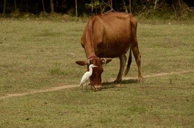 Cattle egret