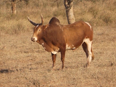 Cattle (zebu)