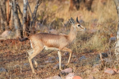 Chinkara