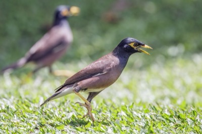Common myna