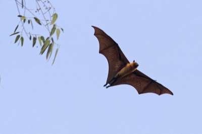 Fruit bat