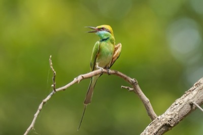 Green bee-eater