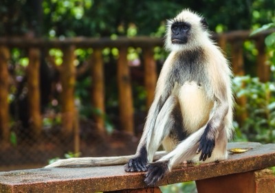 Grey langur