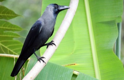 House crow