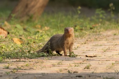 Mongoose