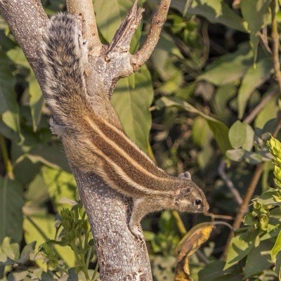 Palm squirrel