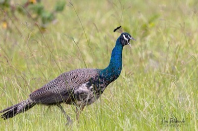 Peacock