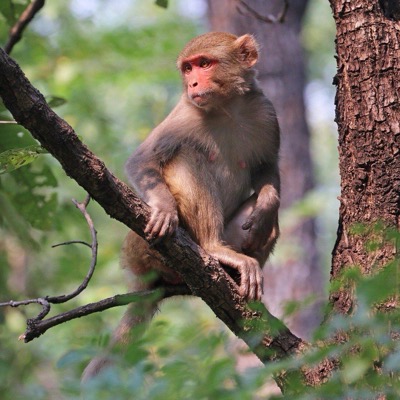 Rhesus macaque