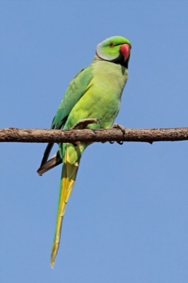 Rose-ringed parakeet