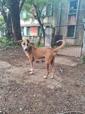 Street dog