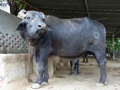 Water buffalo